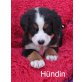 Berner Sennenhund Welpen - Hündin