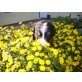 Berner Sennenhund Welpen - Hündin
