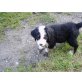 Berner Sennenhund Welpen - Hündin