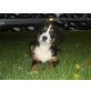 Berner Sennenhund Welpen - Rüde