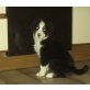 Berner Sennenhund Welpen - Rüde