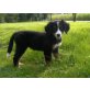 Berner Sennenhund Welpen - Rüde
