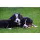 Berner Sennenhund Welpen - Rüde