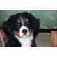 Berner Sennenhund Welpen - Rüde