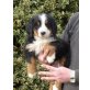 Berner Sennenhund Welpen - Rüde