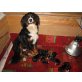 Berner Sennenhund Welpen - Rüde