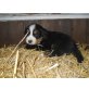 Berner Sennenhund Welpen - Rüde
