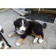Berner Sennenhund Welpen - Rüde