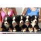 Berner Sennenhund Welpen - Rüde