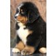 Berner Sennenhund Welpen - Rüde