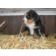Berner Sennenhund Welpen - Rüde