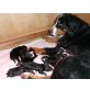 Berner Sennenhund Welpen - Rüde