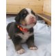 Berner Sennenhund Welpen - Rüde