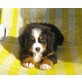 Berner Sennenhund Welpen - Rüde
