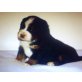 Berner Sennenhund Welpen - Rüde