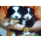 Berner Sennenhund Welpen - Rüde