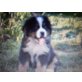 Berner Sennenhund Welpen - Rüde