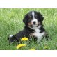 Berner Sennenhund Welpen - Rüde