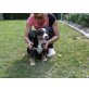 Berner Sennenhund Welpen - Rüde