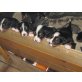 Berner Sennenhund Welpen - Rüde