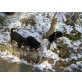 Berner Sennenhund Welpen - Rüde