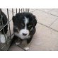 Berner Sennenhund Welpen - Rüde