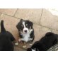 Berner Sennenhund Welpen - Rüde