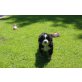 Berner Sennenhund Welpen - Rüde
