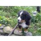 Berner Sennenhund Welpen - Rüde