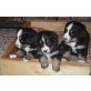 Berner Sennenhund Welpen - Rüde