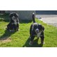Berner Sennenhund Welpen - Rüde