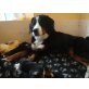 Berner Sennenhund Welpen - Rüde