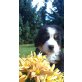 Berner Sennenhund Welpen - Rüde