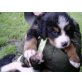 Berner Sennenhund Welpen - Rüde