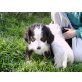 Berner Sennenhund Welpen - Rüde