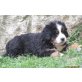 Berner Sennenhund Welpen - Rüde