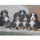 Berner Sennenhund Welpen - Rüde