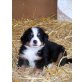Berner Sennenhund Welpen - Rüde