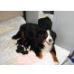 Berner Sennenhund Welpen - Rüde