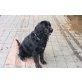 Berner Sennenhund Welpen - Rüde