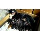 Berner Sennenhund Welpen - Rüde