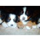 Berner Sennenhund Welpen - Rüde