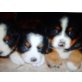Berner Sennenhund Welpen - Rüde