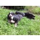 Berner Sennenhund Welpen - Rüde