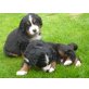 Berner Sennenhund Welpen - Rüde