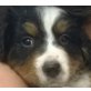 Berner Sennenhund Welpen - Rüde
