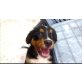 Berner Sennenhund Welpen - Rüde