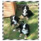 Berner Sennenhund Welpen - Rüde