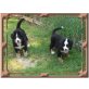 Berner Sennenhund Welpen - Rüde