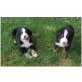 Berner Sennenhund Welpen - Rüde
